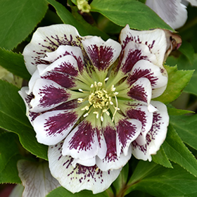 Plant Photo 2
