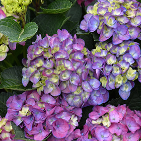 Plant Photo 8
