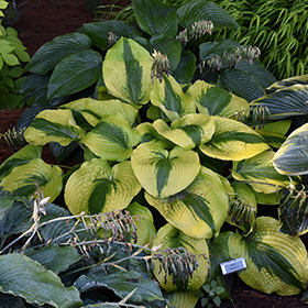 Plant Photo 3