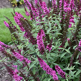 Plant Photo 3