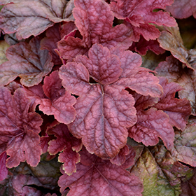 Plant Photo 1