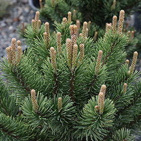Plant Photo 6