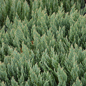 Plant Photo 9